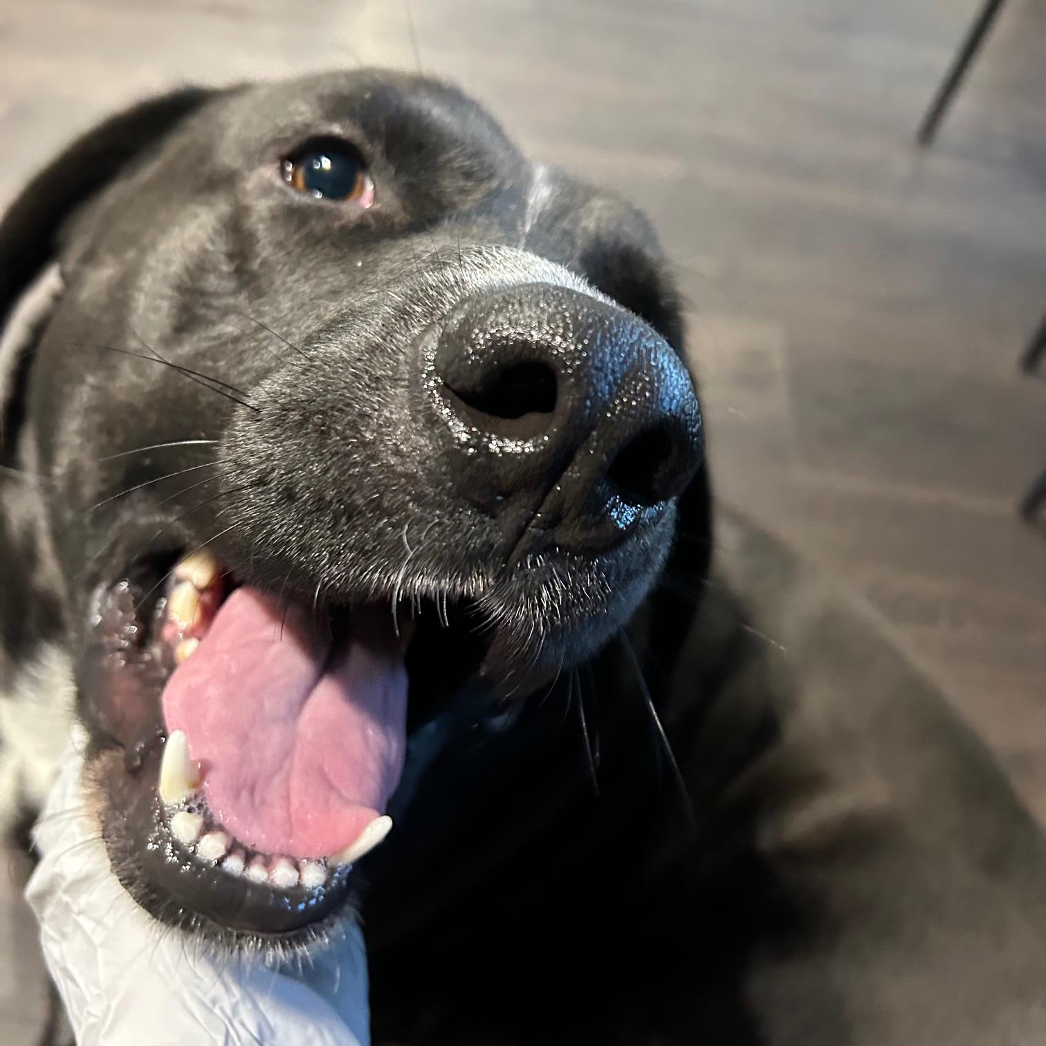 Enlarge Kingston, an adopted Black Labrador Retriever in Huntington Beach, CA image 2/5