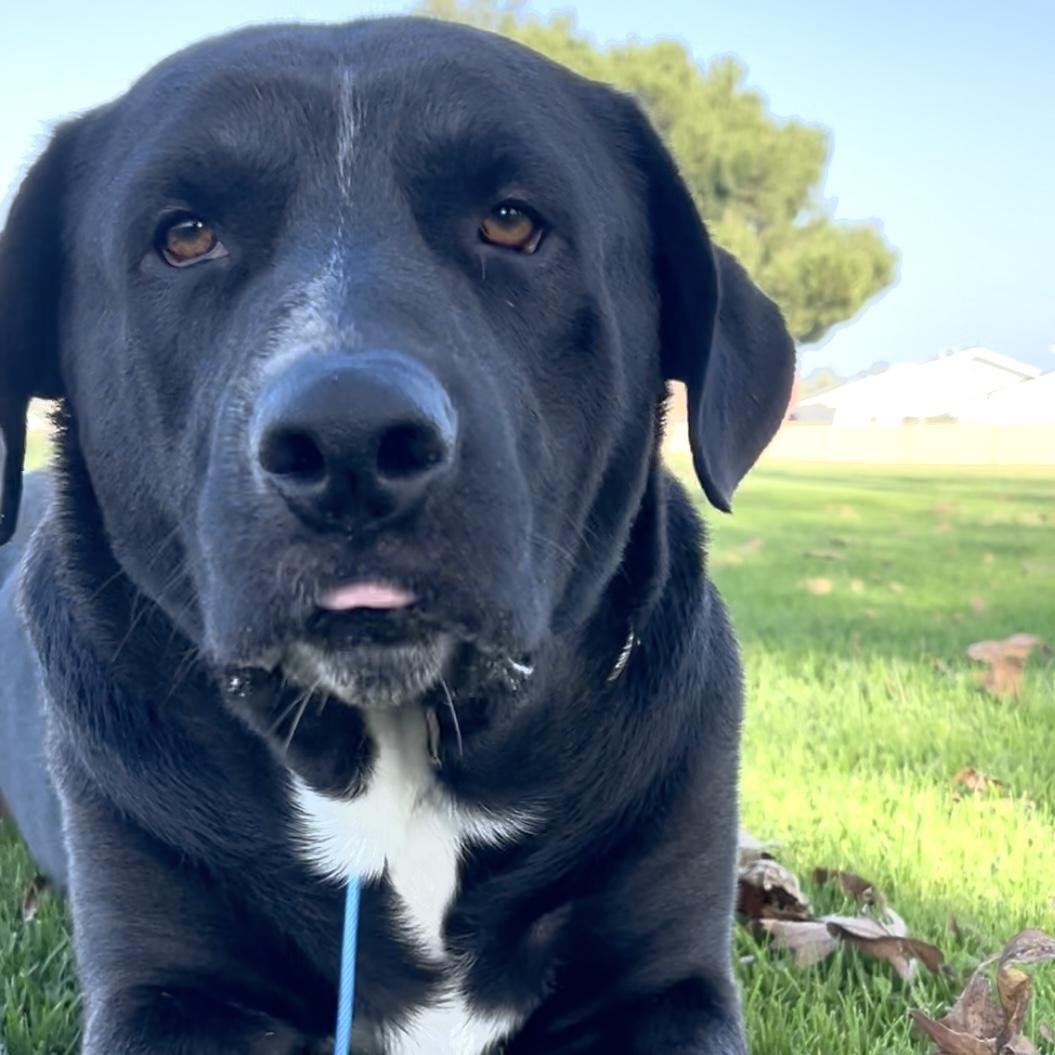 Enlarge Kingston, an adopted Black Labrador Retriever in Huntington Beach, CA image 3/5