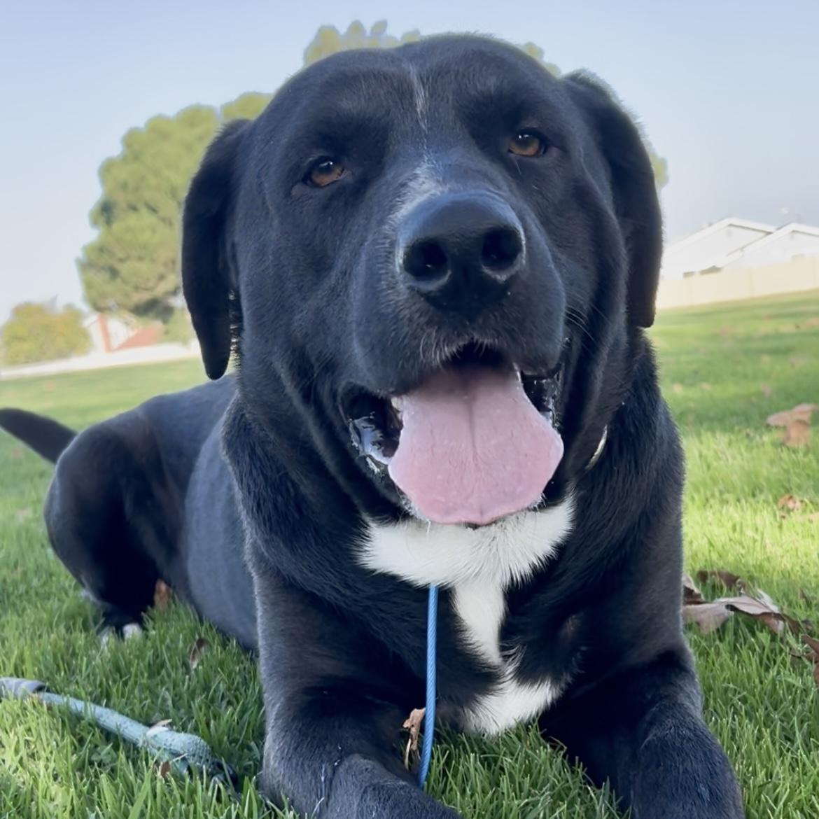 Enlarge Kingston, an adopted Black Labrador Retriever in Huntington Beach, CA image 1/5