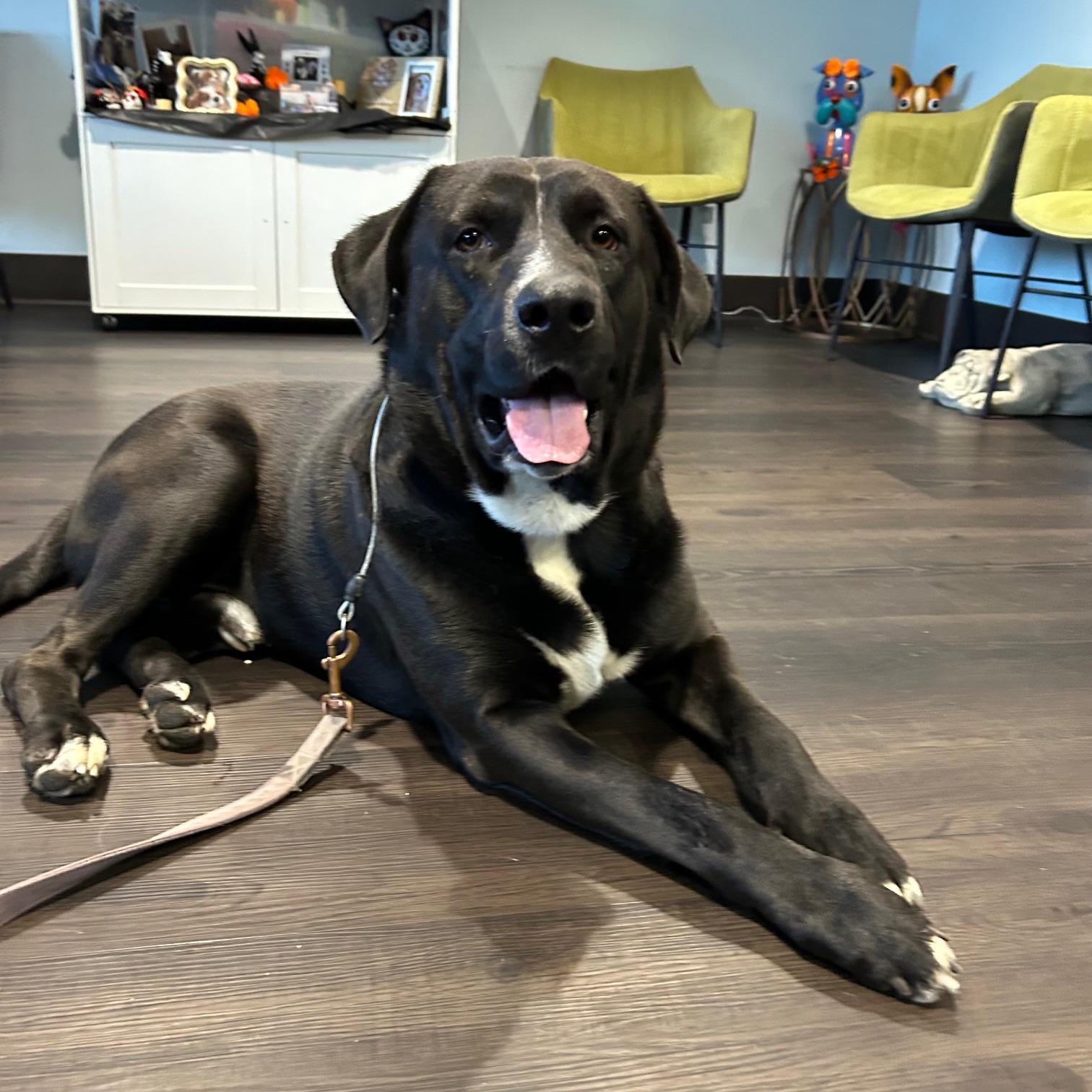 Enlarge Kingston, an adopted Black Labrador Retriever in Huntington Beach, CA image 5/5