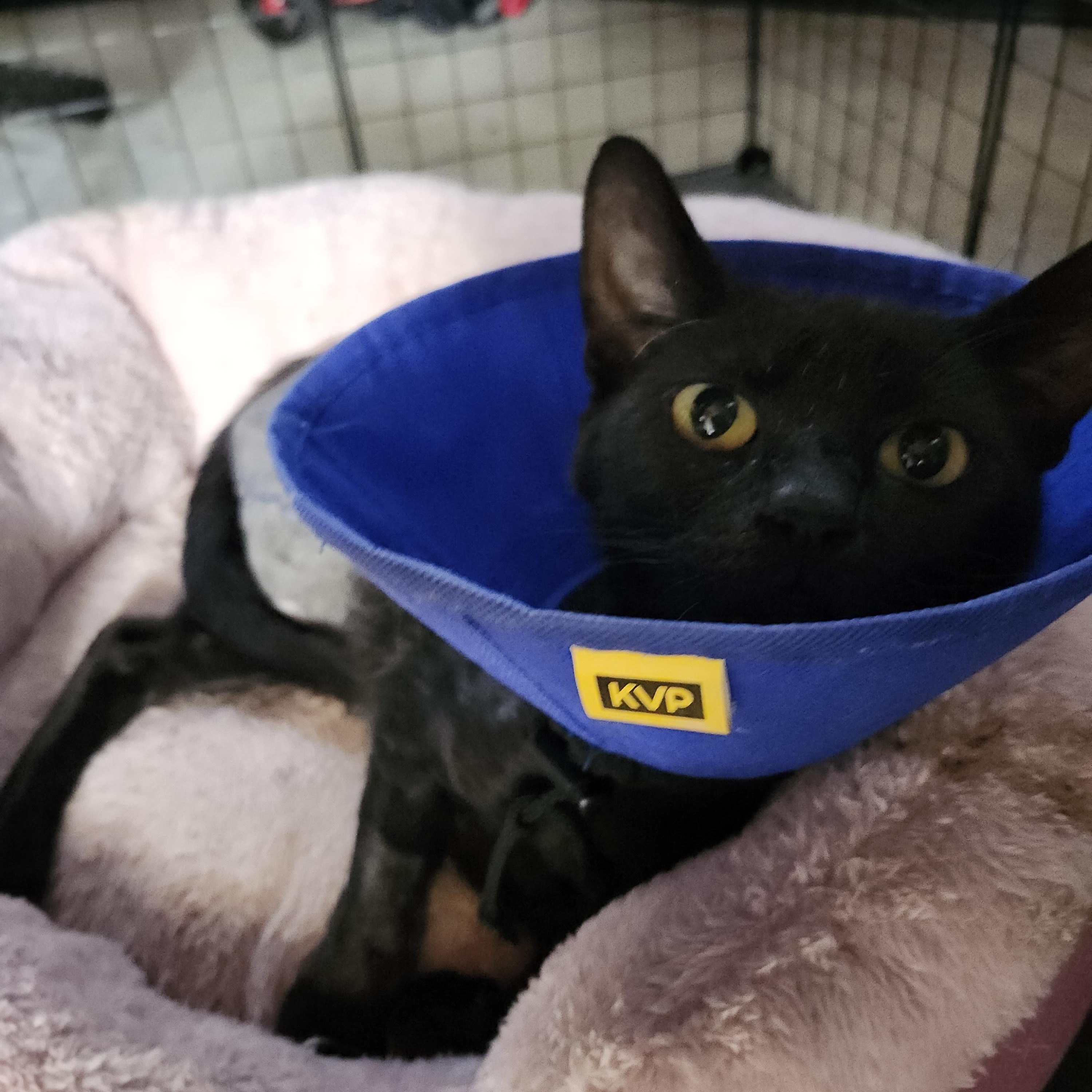 Kourtney, Adopted, Adult Female Domestic Short Hair.