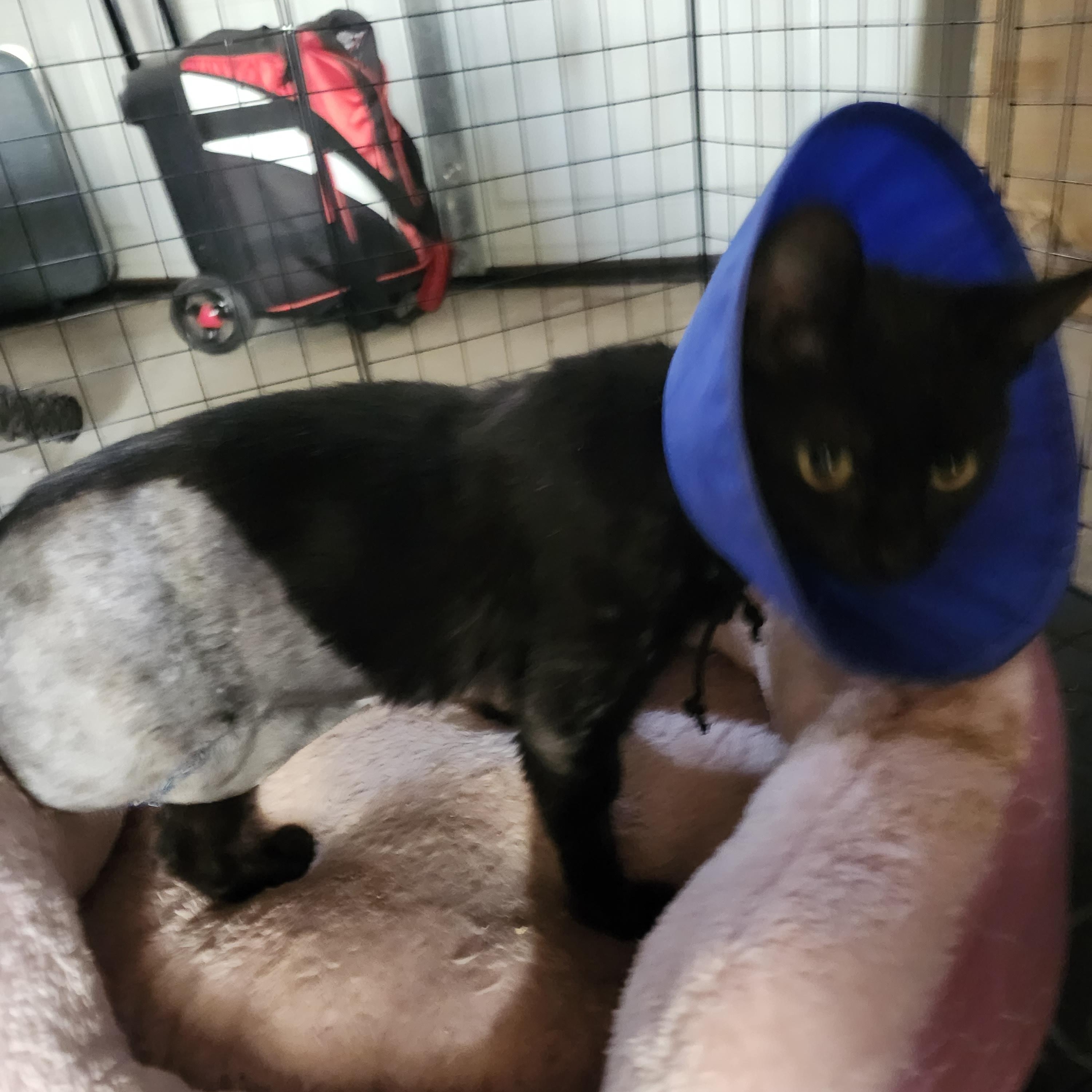 Enlarge Kourtney, a Adopted Domestic Short Hair in Monrovia, CA image 3/4