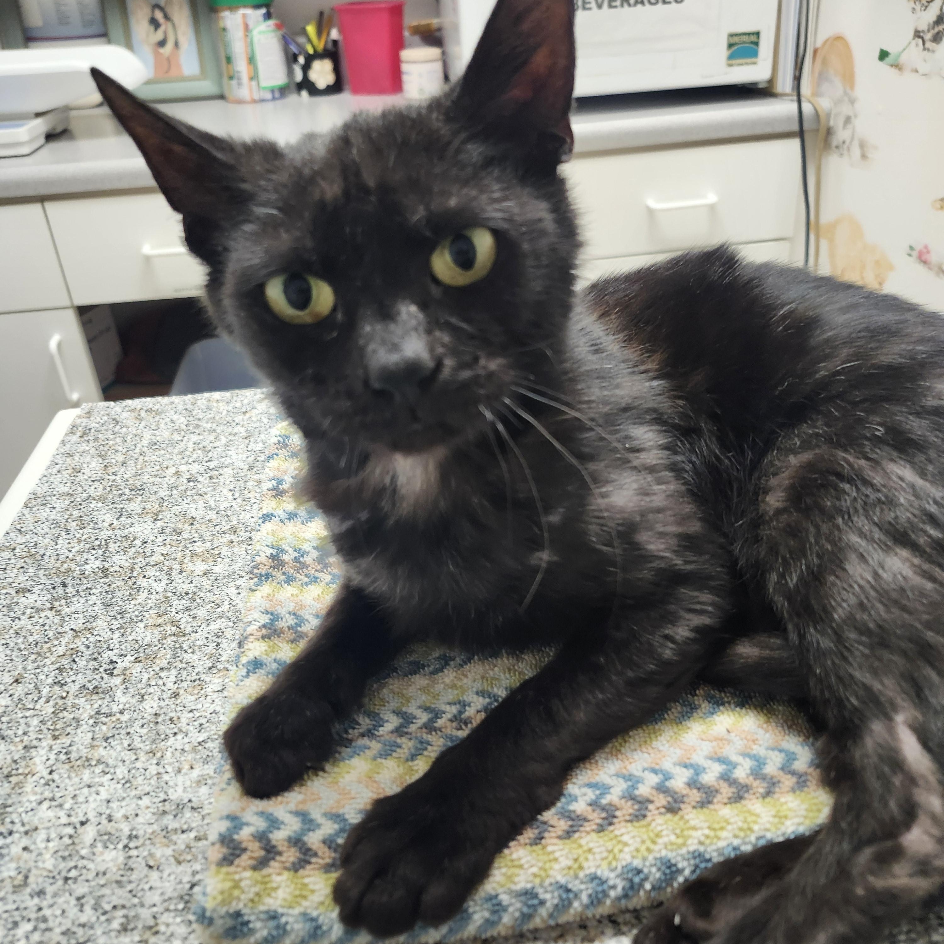 Enlarge Kourtney, a Adopted Domestic Short Hair in Monrovia, CA image 4/4