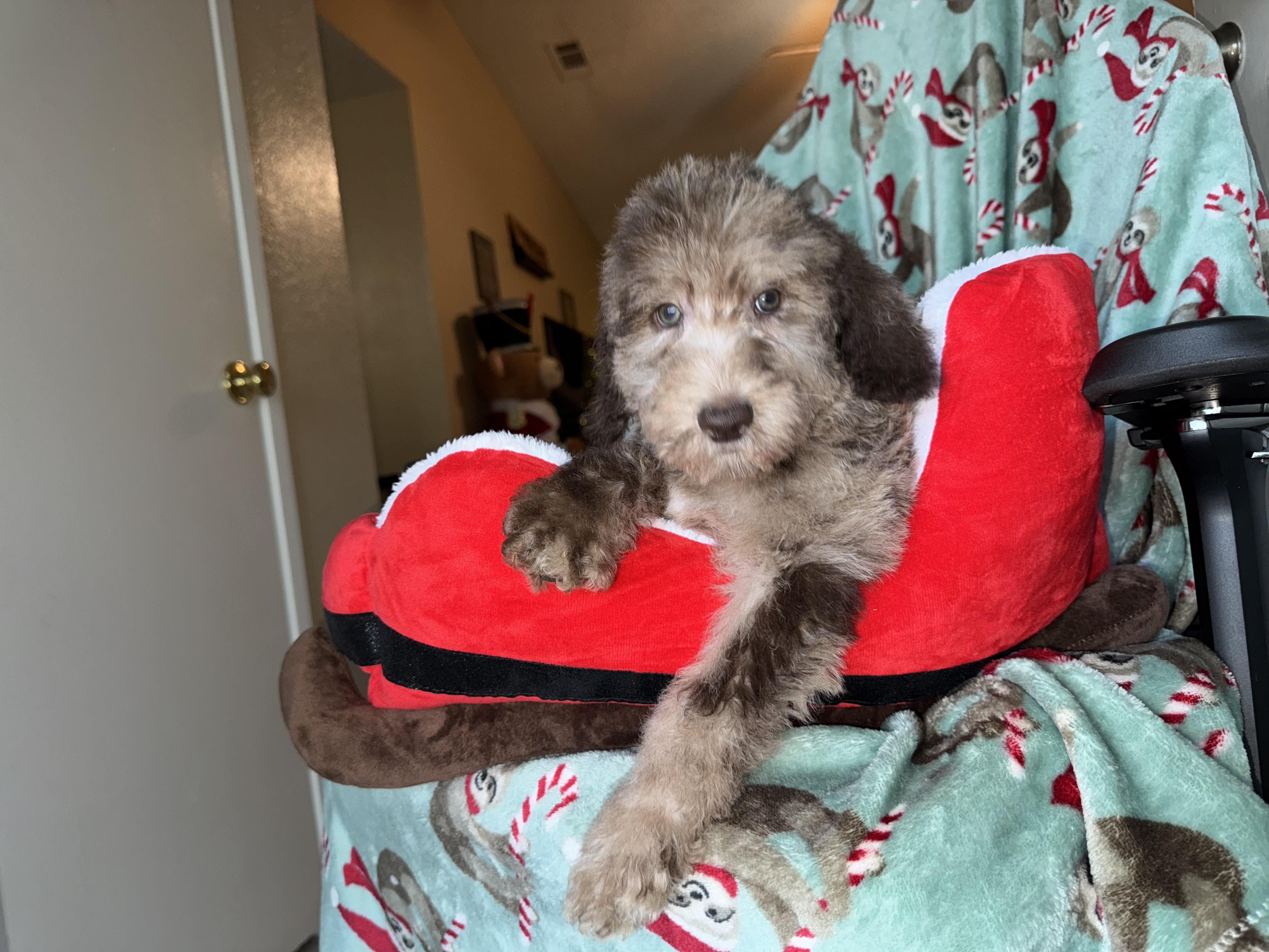 Enlarge The boys , a ADOPTABLE mixed breed in ontario, CA image 3/4