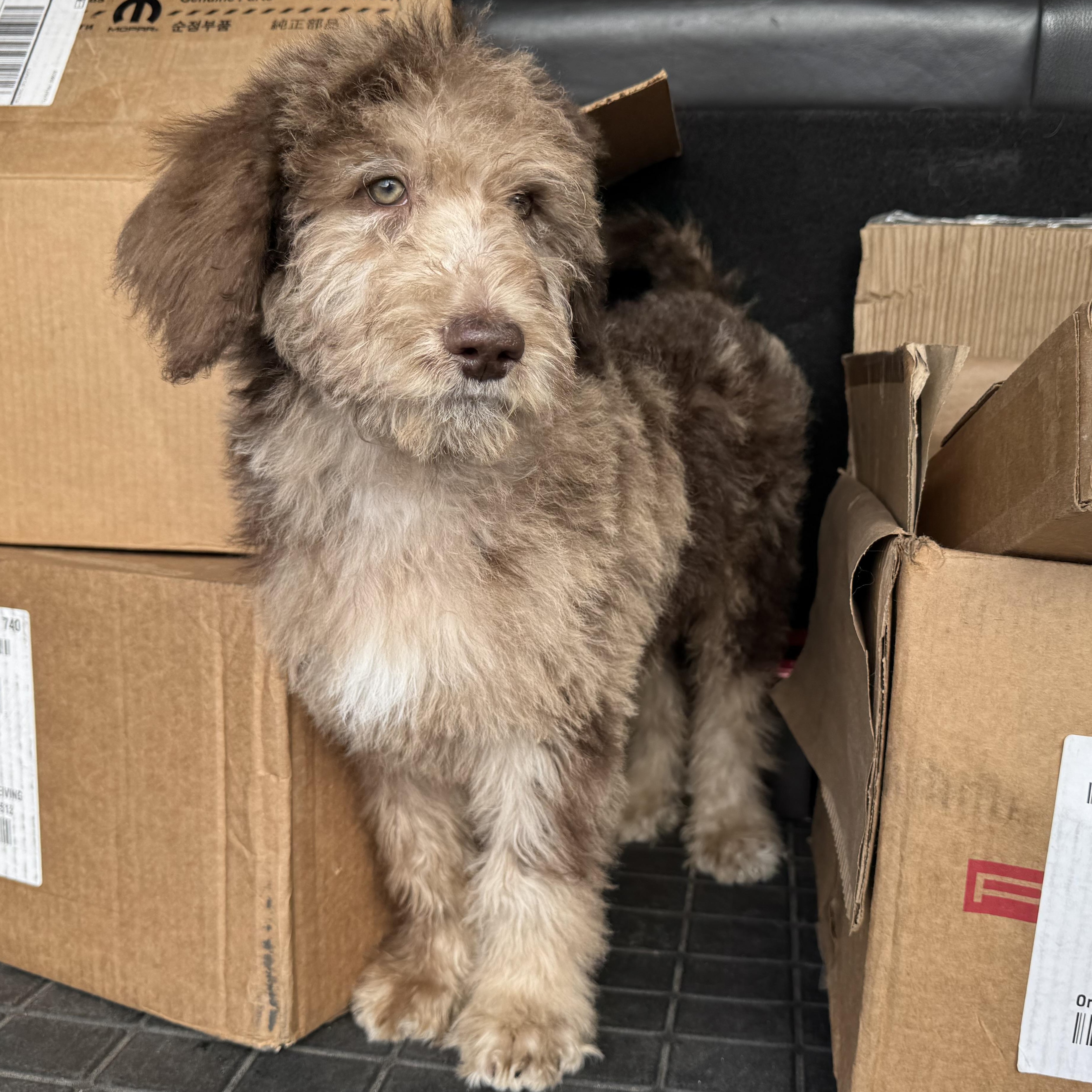 Enlarge Comet last boy available , an adoptable mixed breed in ontario, CA image 3/5