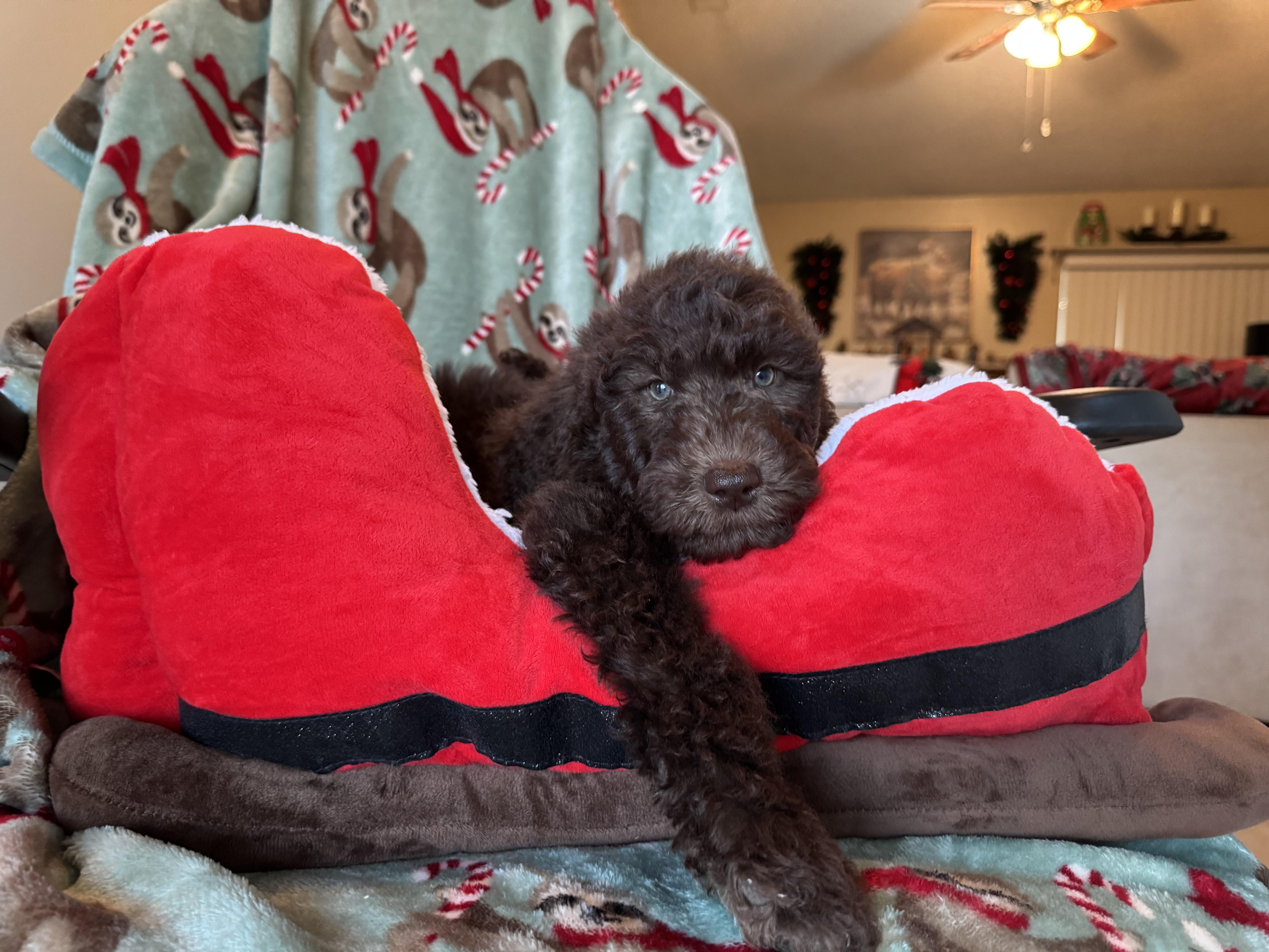 Enlarge The boys , a ADOPTABLE mixed breed in ontario, CA image 2/4