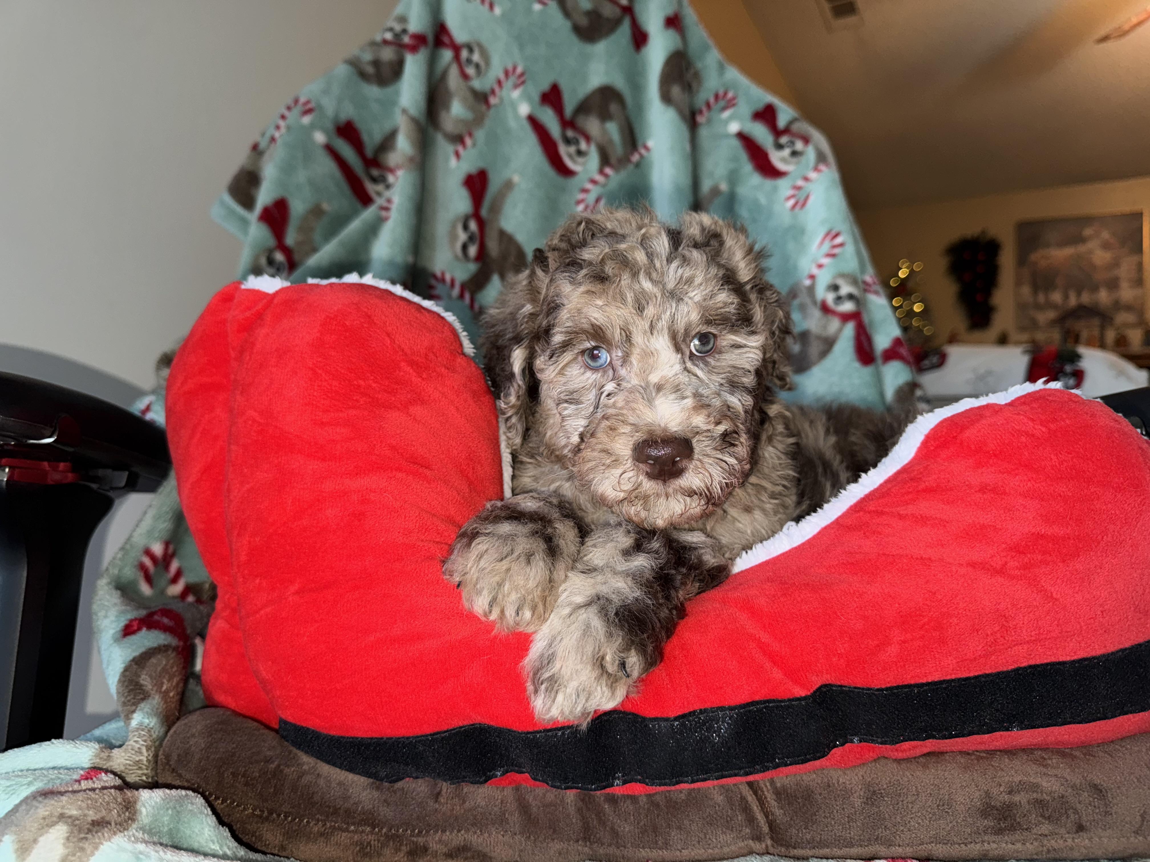 Enlarge The boys , a ADOPTABLE mixed breed in ontario, CA image 4/4