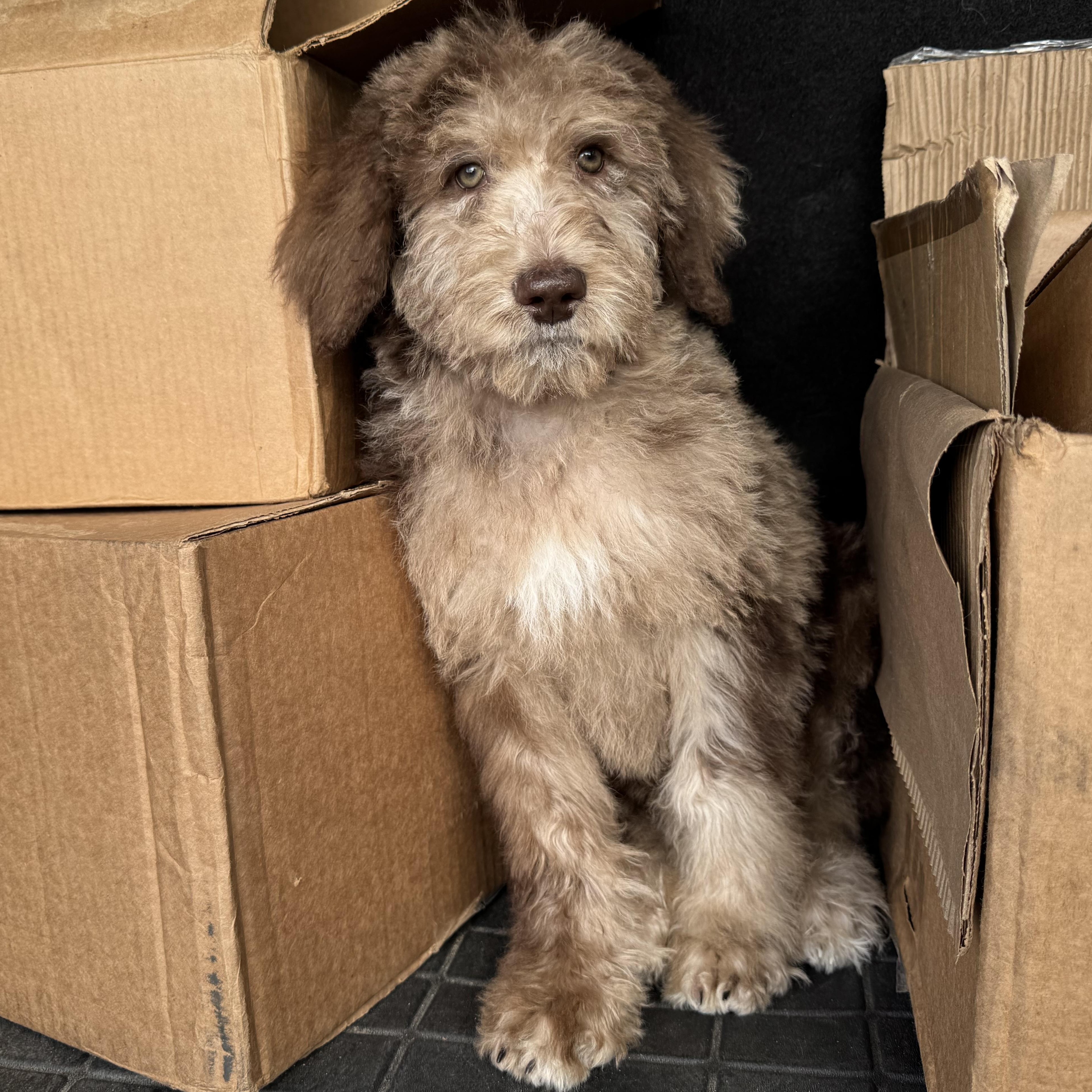 Enlarge Comet last boy available , an adoptable mixed breed in ontario, CA image 1/5