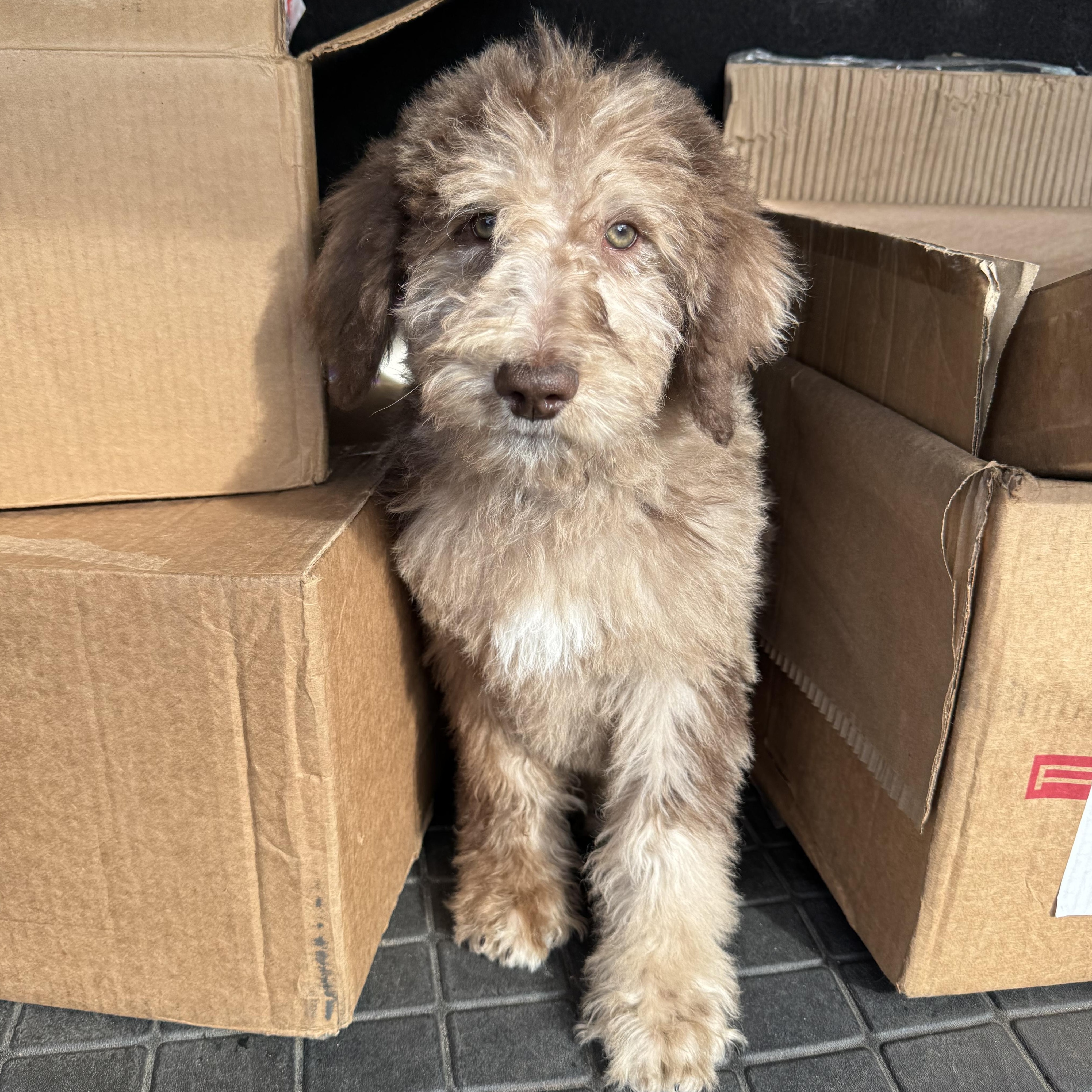 Enlarge Comet last boy available , an adoptable mixed breed in ontario, CA image 2/5