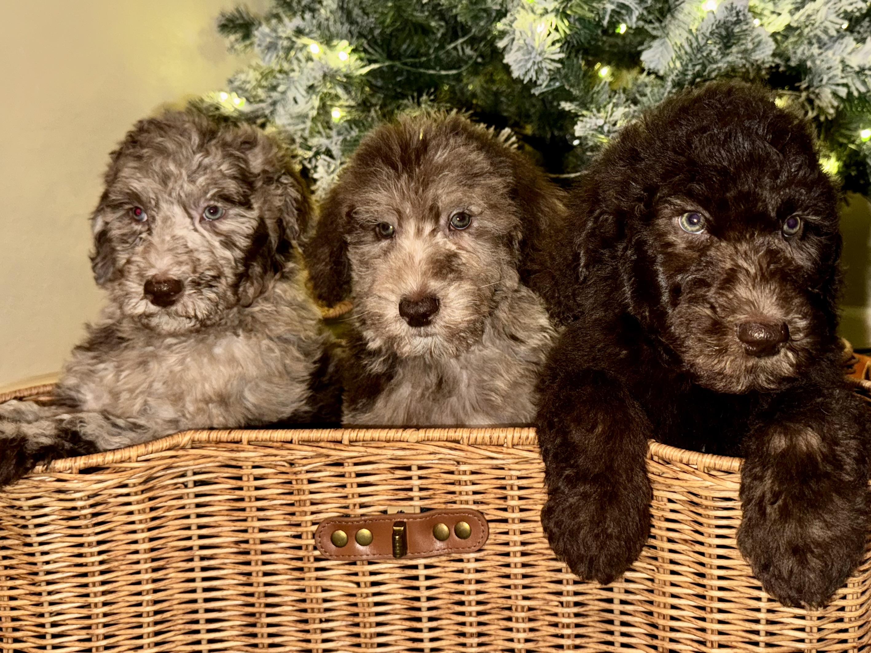 Enlarge The boys , a ADOPTABLE mixed breed in ontario, CA image 1/4