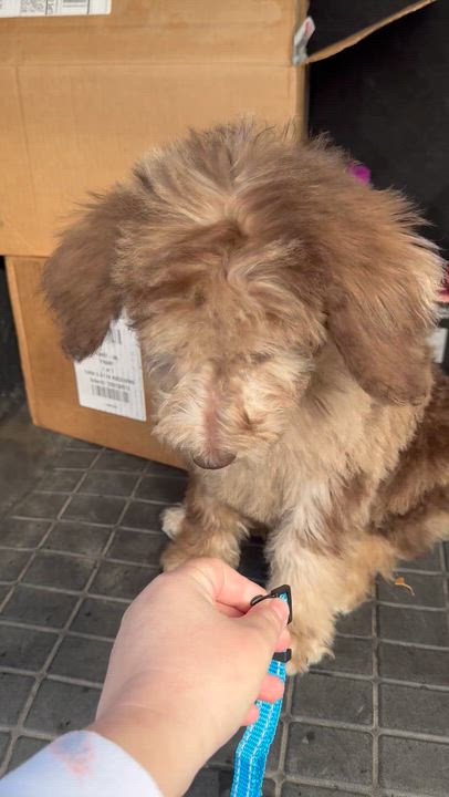 Enlarge Comet last boy available , an adoptable mixed breed in ontario, CA video 5/5