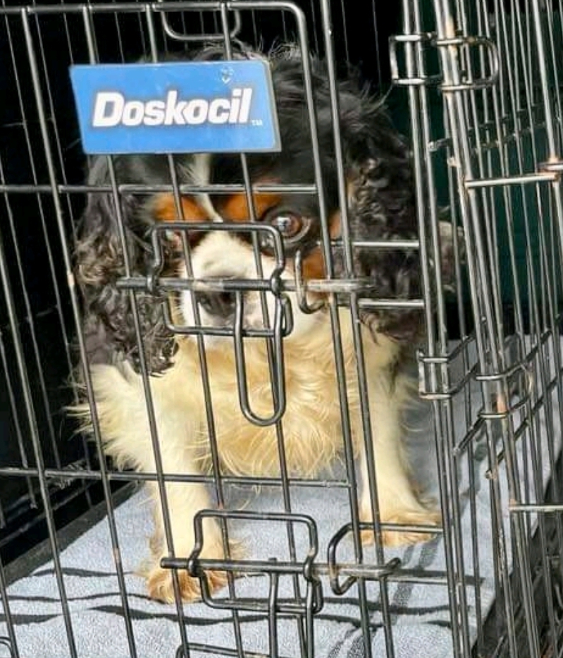 Enlarge Willow-Cavalier King Charles (in NH), a Adopted Cavalier King Charles Spaniel in Franklin, MA image 3/6