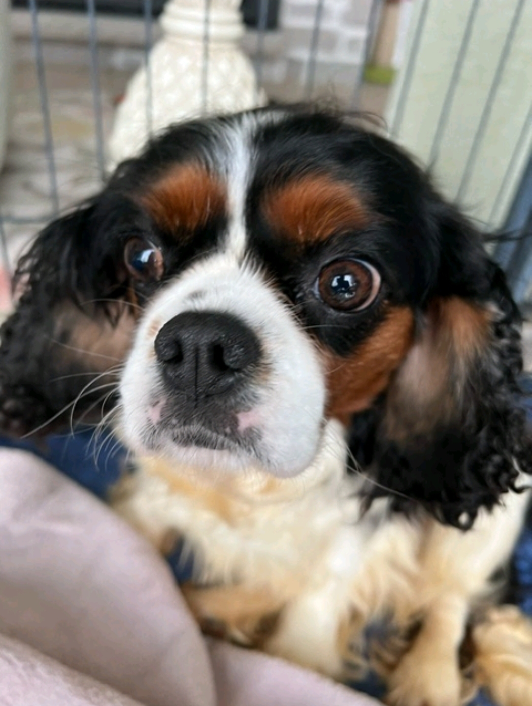 Enlarge Willow-Cavalier King Charles (in NH), a Adopted Cavalier King Charles Spaniel in Franklin, MA image 4/6