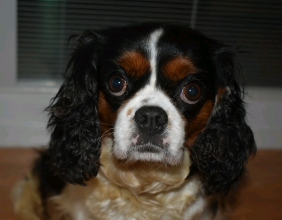 Enlarge Willow-Cavalier King Charles (in NH), a Adopted Cavalier King Charles Spaniel in Franklin, MA image 5/6