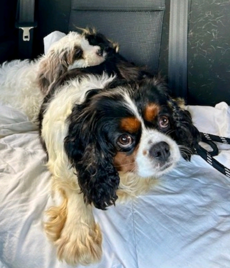 Enlarge Willow-Cavalier King Charles (in NH), a Adopted Cavalier King Charles Spaniel in Franklin, MA image 1/6
