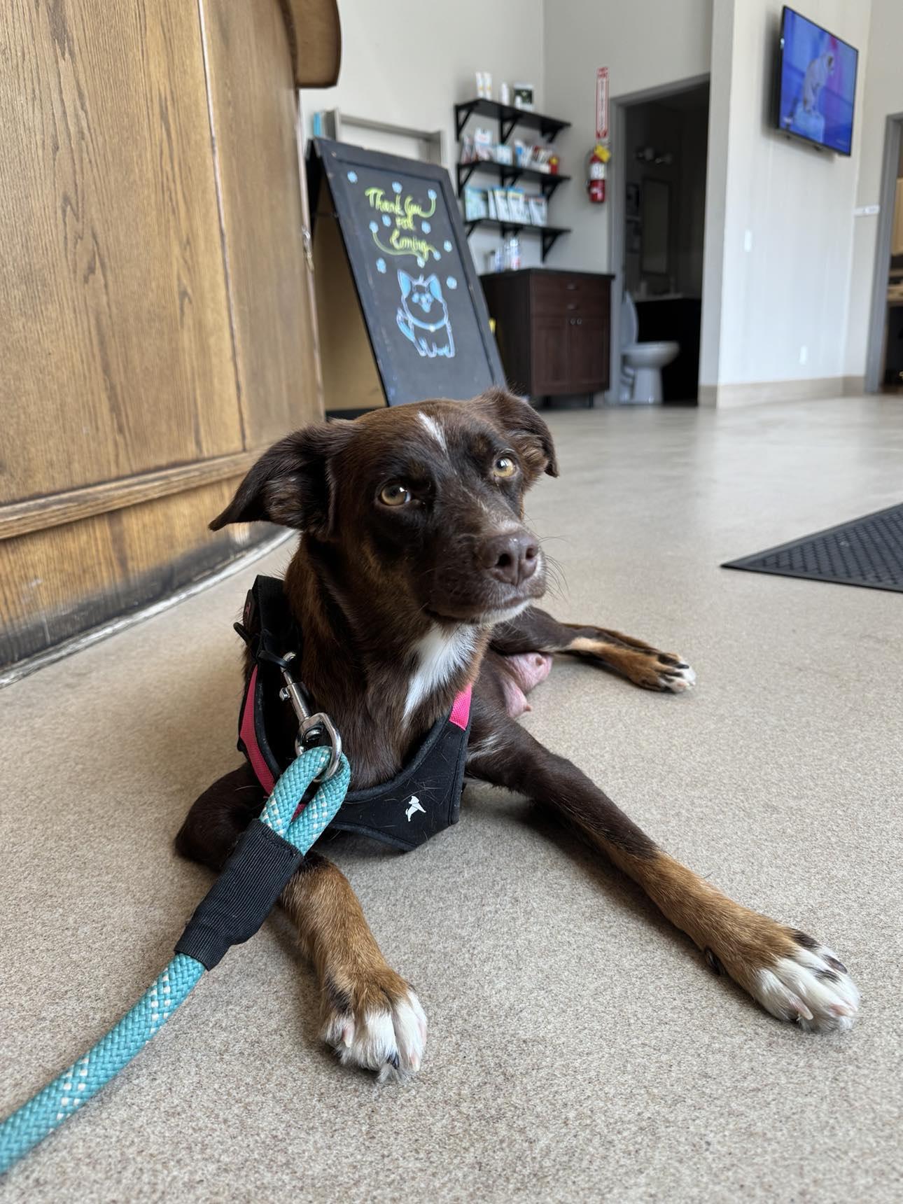 Enlarge Gemma, a Adoptable mixed breed in Lake Elsinore, CA image 4/5