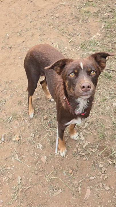 Enlarge Gemma, a Adoptable mixed breed in Lake Elsinore, CA video 1/5