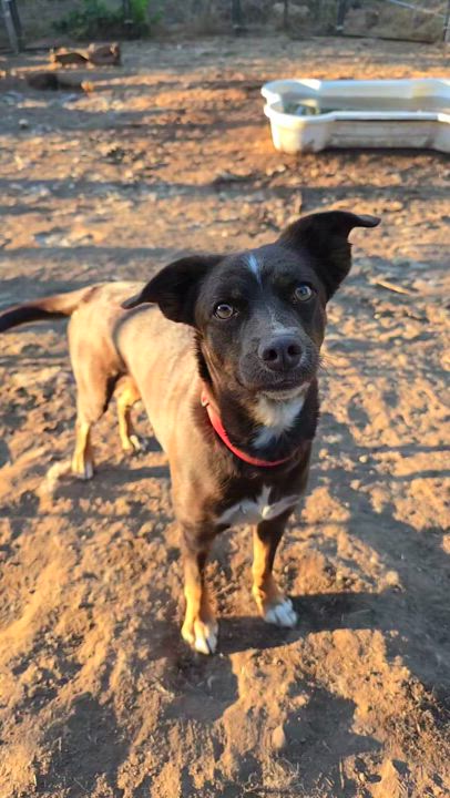 Enlarge Gemma, a Adoptable mixed breed in Lake Elsinore, CA video 3/5