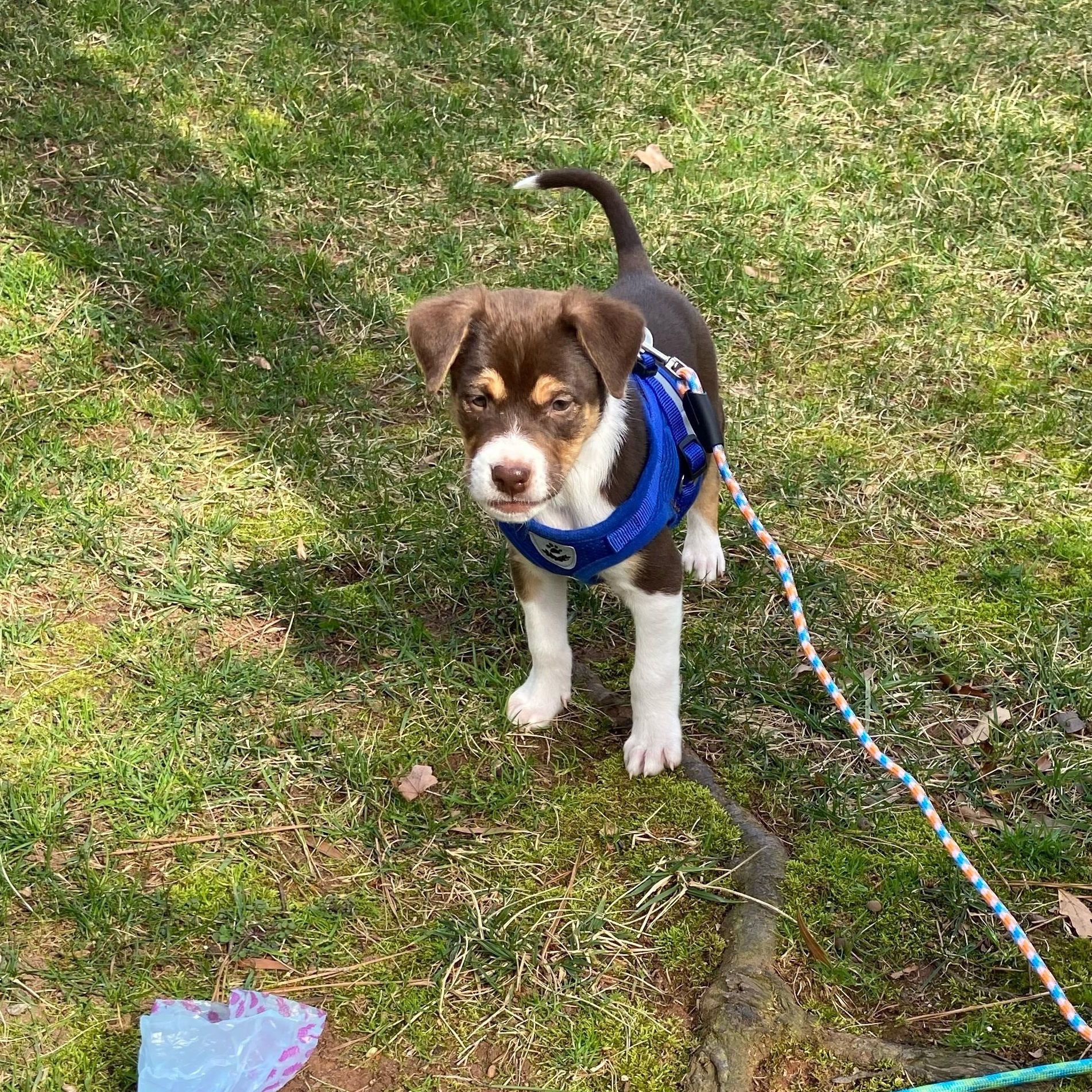 Dunn, adopted, Puppy Male Mixed Breed.