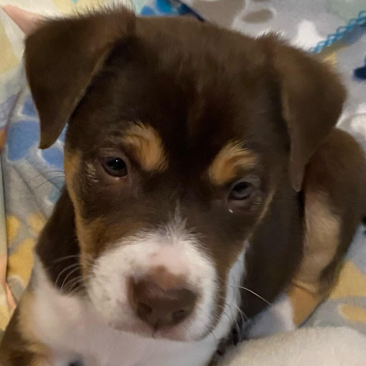 Enlarge Dunn, an adopted Mixed Breed in Charlotte, NC image 2/2