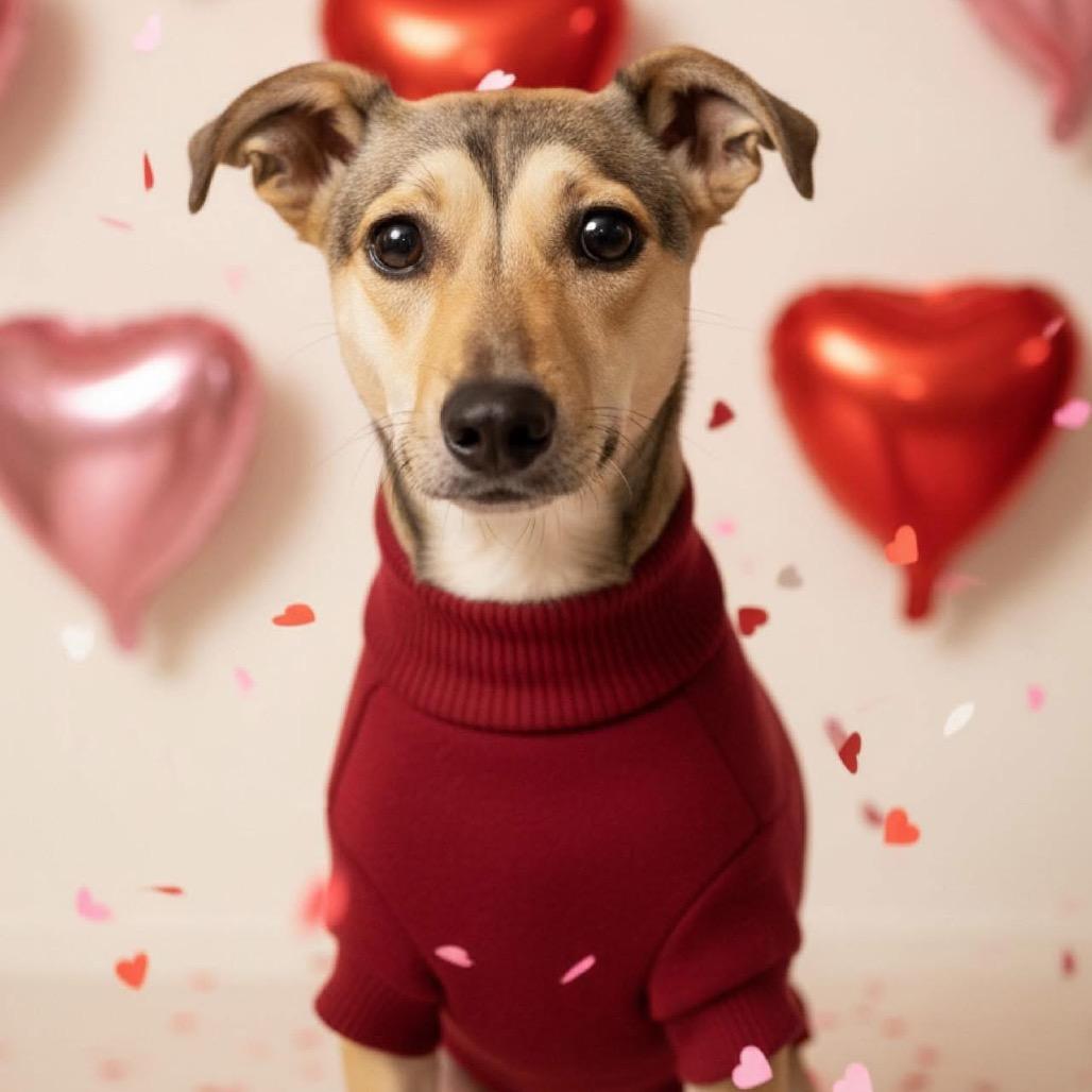 Penny — thumbnail 4