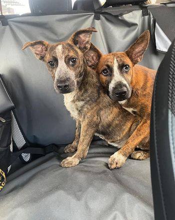 The Heeler Sisters, Mimi and JoJo, a Adoptable mixed breed in New Orleans, LA image 1/3