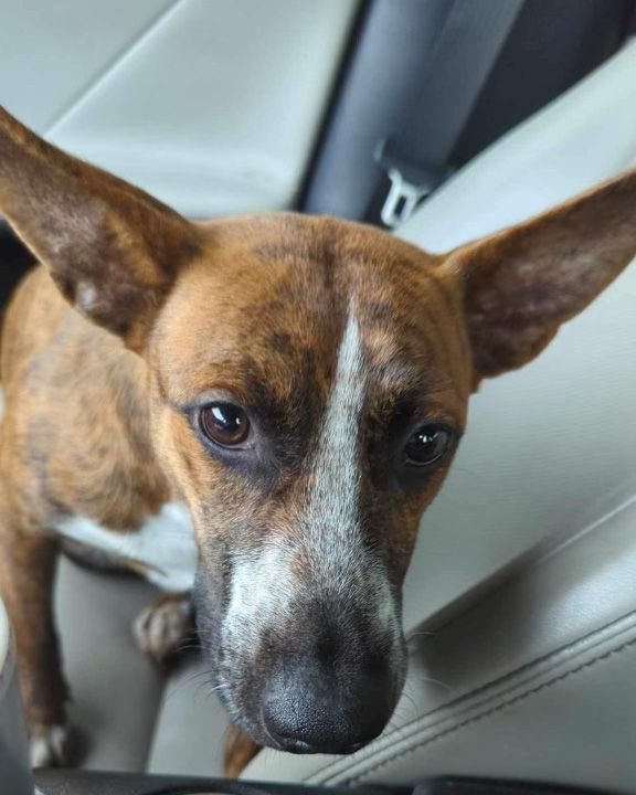 The Heeler Sisters, Mimi and JoJo, a Adoptable mixed breed in New Orleans, LA image 2/3