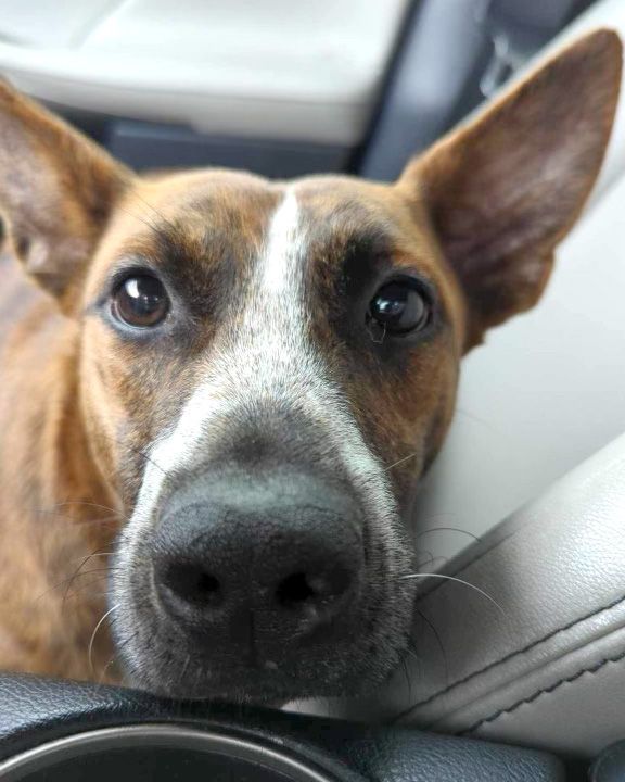 The Heeler Sisters, Mimi and JoJo, a Adoptable mixed breed in New Orleans, LA image 3/3