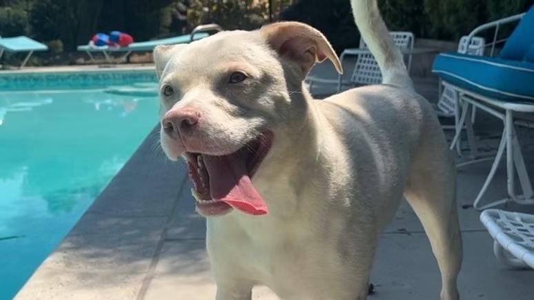 Bowie, Adult Male unknown