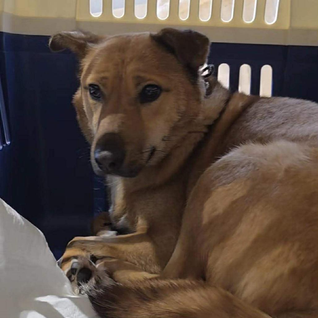 Enlarge Saetbyul, a Adoptable mixed breed in Northbrook, IL image 1/6