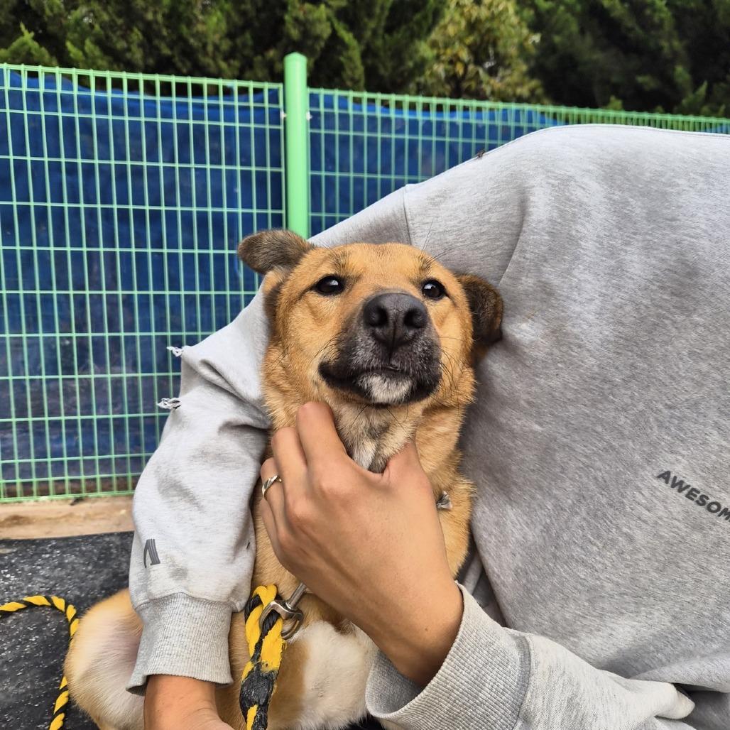 Enlarge Saetbyul, a Adoptable mixed breed in Northbrook, IL image 2/6