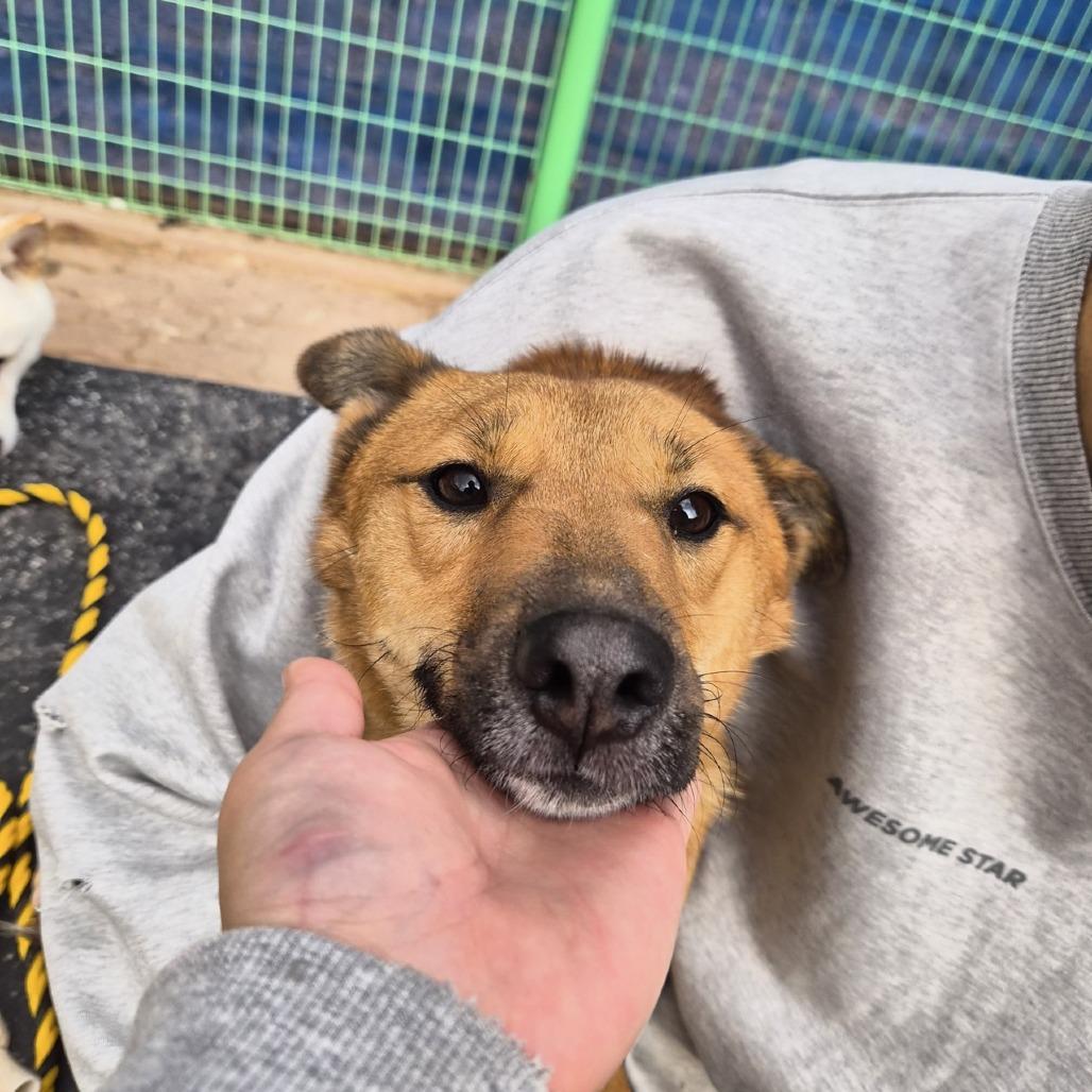 Enlarge Saetbyul, a Adoptable mixed breed in Northbrook, IL image 3/6