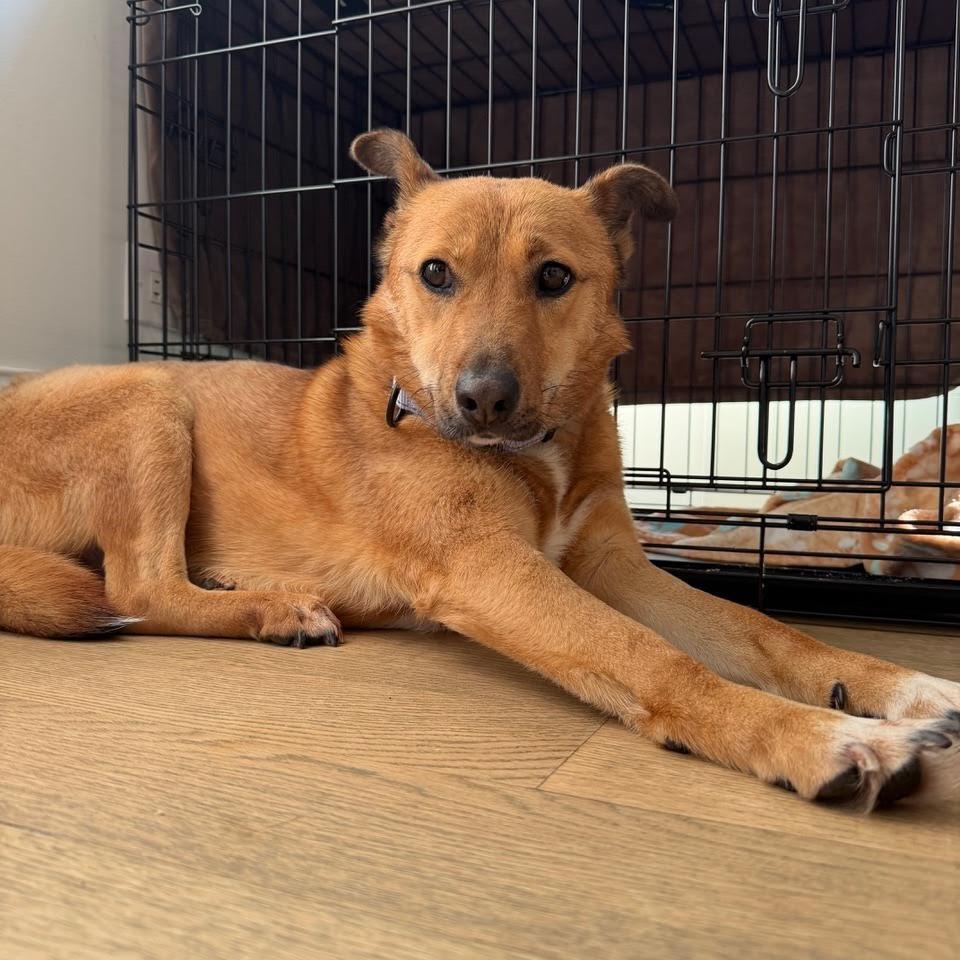 Enlarge Saetbyul, a Adoptable mixed breed in Northbrook, IL image 4/6