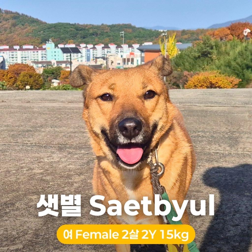 Enlarge Saetbyul, a Adoptable mixed breed in Northbrook, IL image 5/6