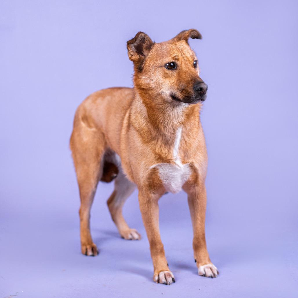 Enlarge Saetbyul, a Adoptable mixed breed in Northbrook, IL image 6/6