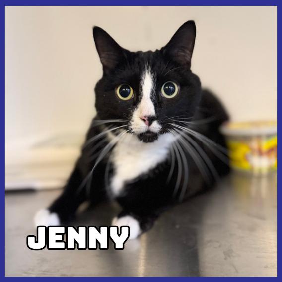 Jenny, Adoptable, Adult Female Domestic Short Hair.