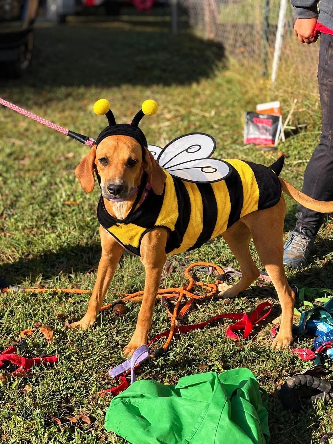 Ann, Adoptable, Young Female Hound.