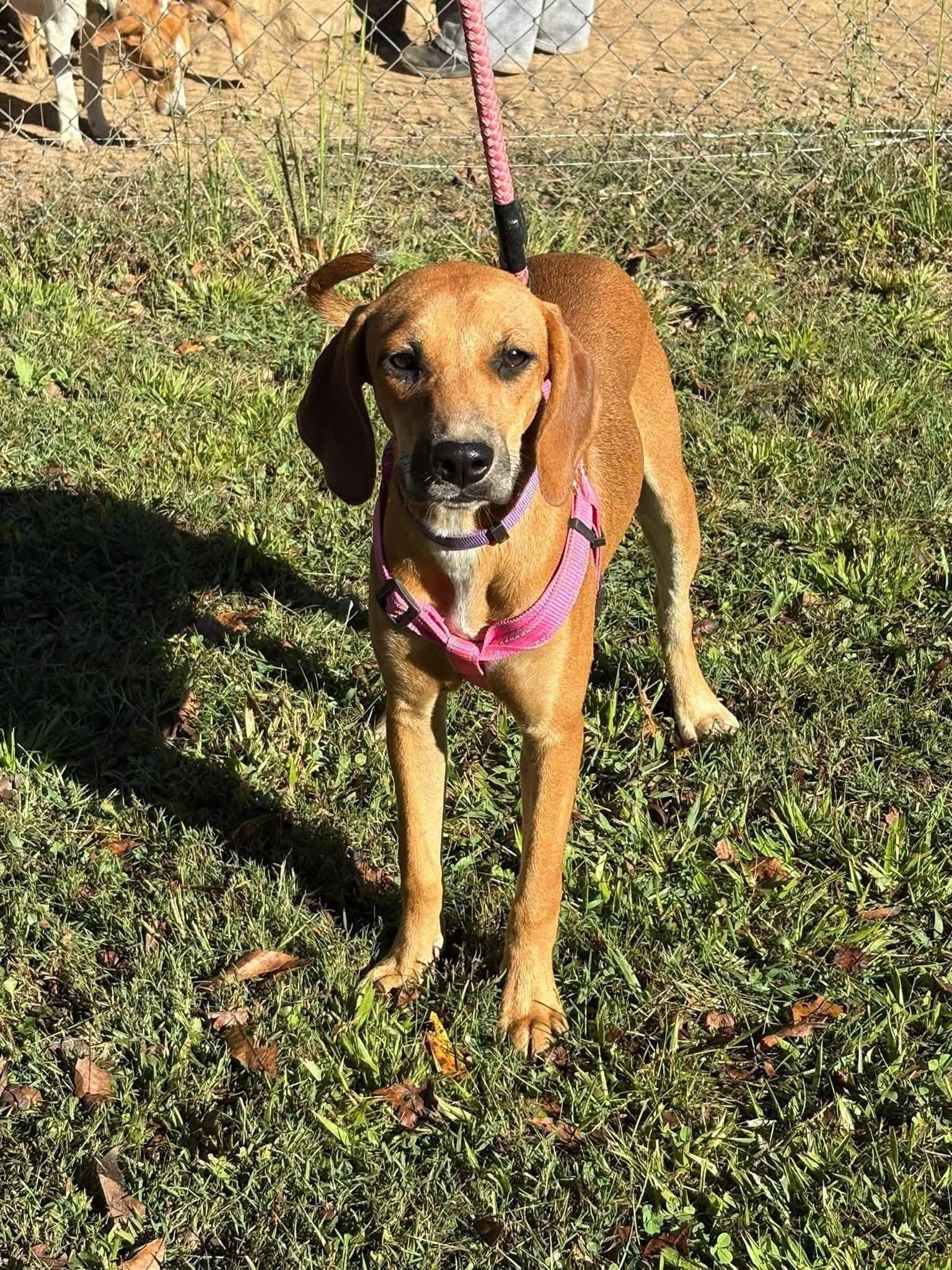 Enlarge Ann, a Adoptable Hound in Westwood, NJ image 2/3