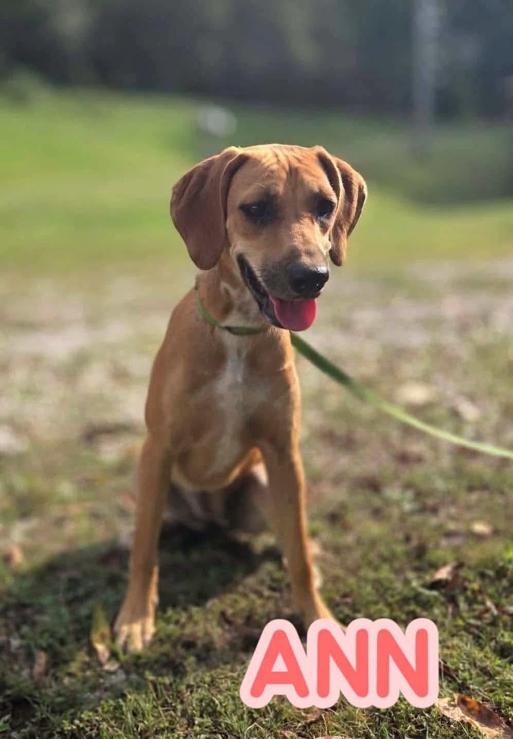 Enlarge Ann, a Adoptable Hound in Westwood, NJ image 3/3