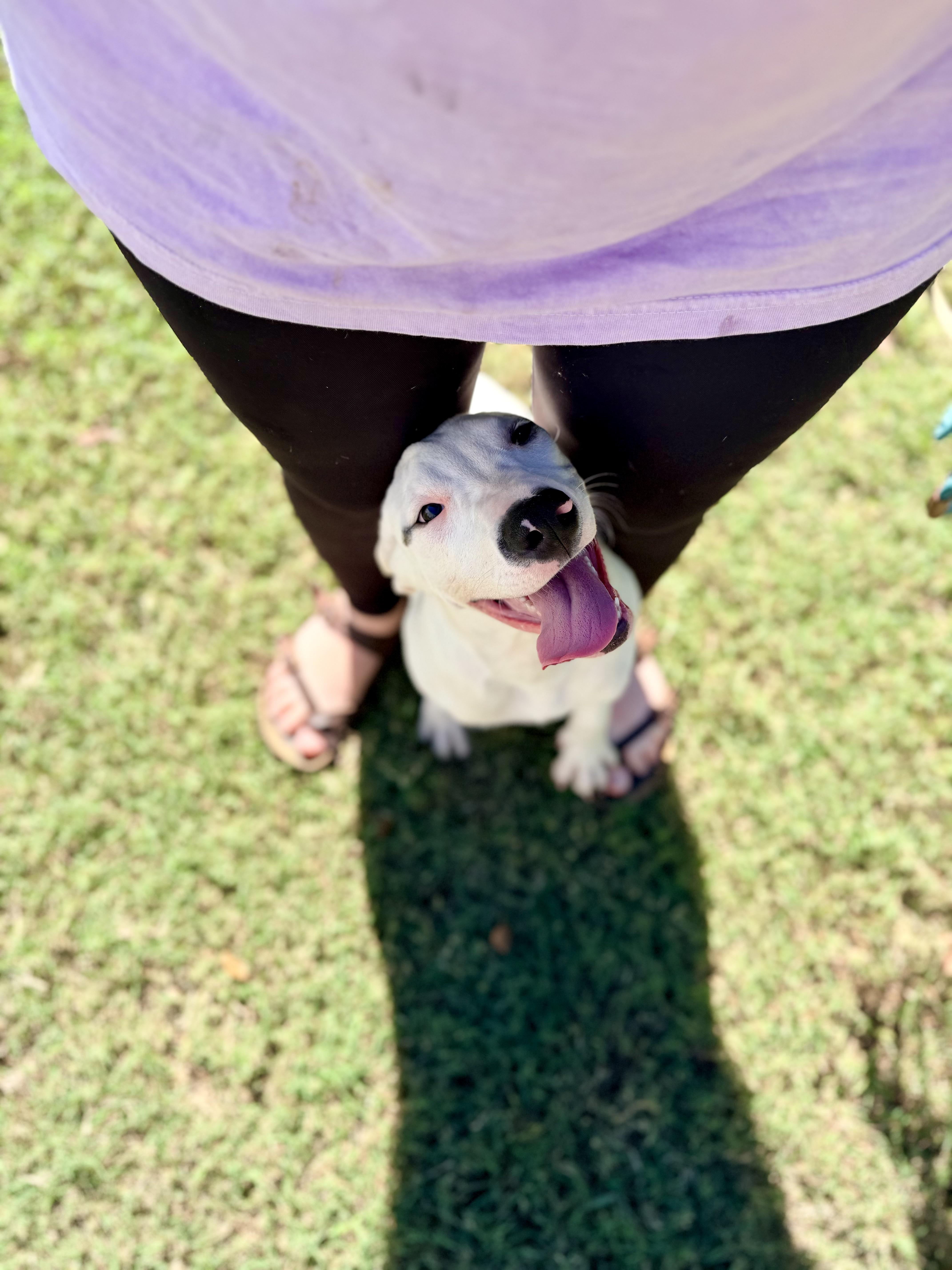 Enlarge Pocus, a Adoptable mixed breed in Vanceboro , NC image 2/5