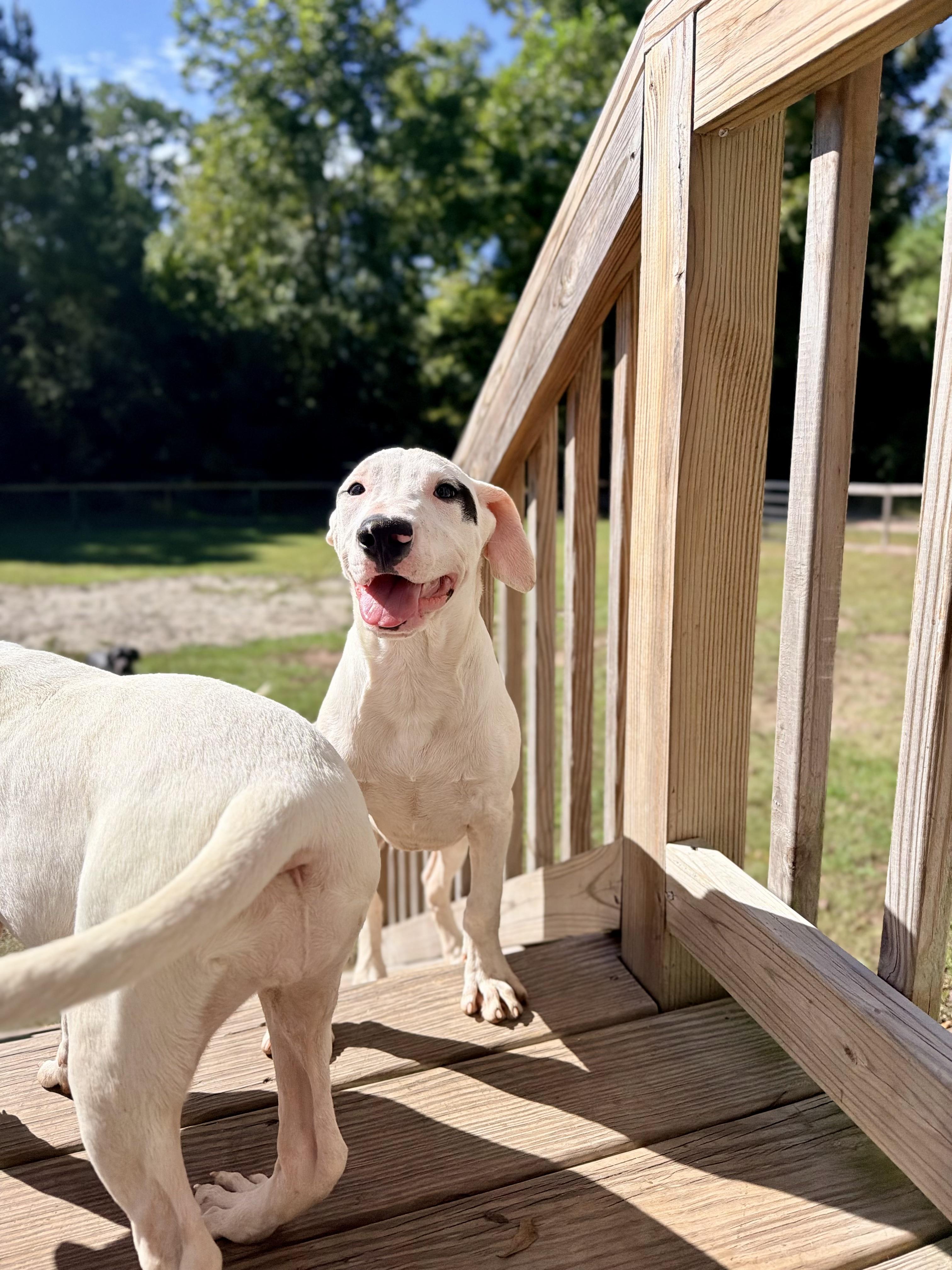 Enlarge Pocus, a Adoptable mixed breed in Vanceboro , NC image 3/5