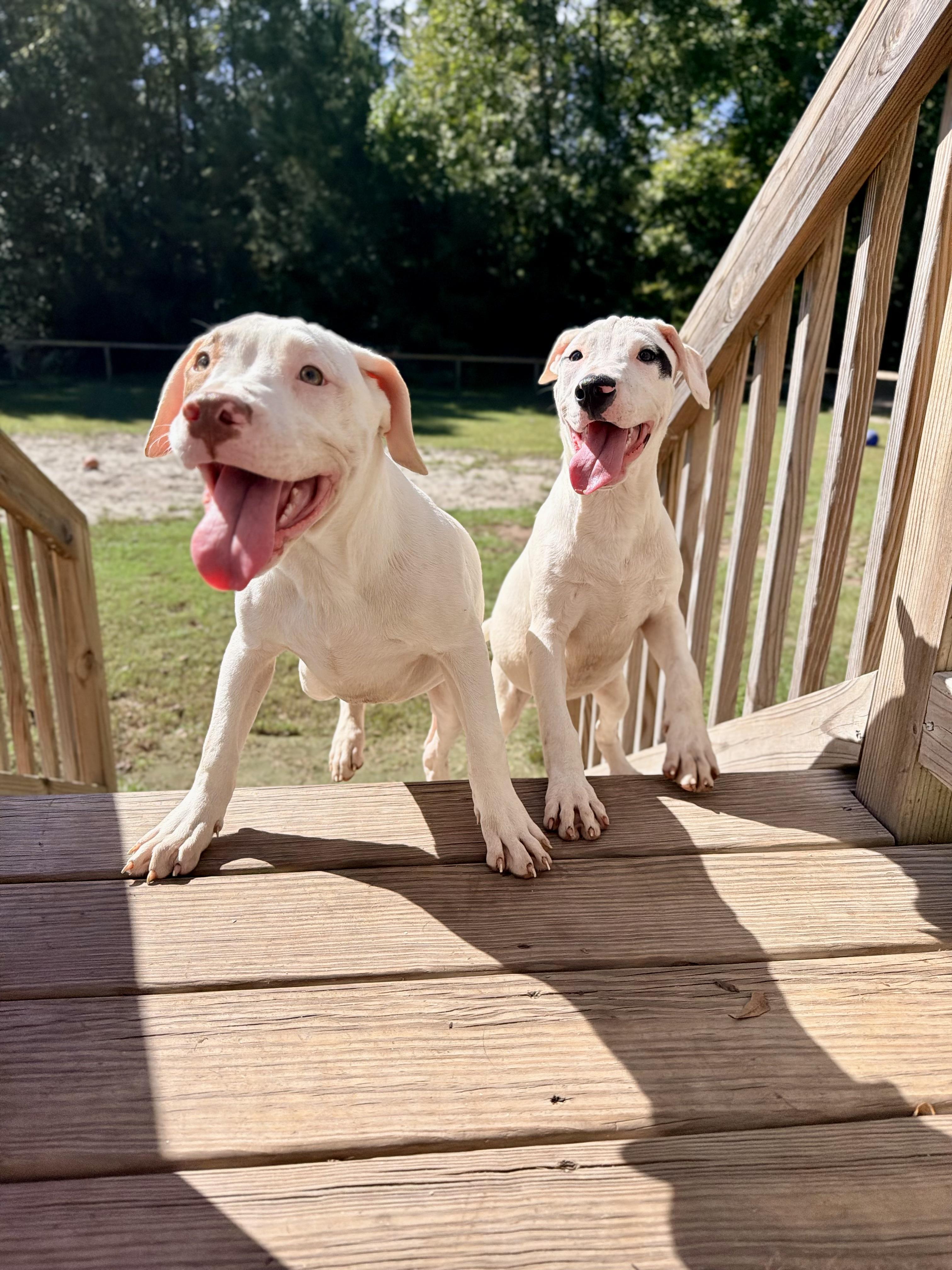 Enlarge Pocus, a Adoptable mixed breed in Vanceboro , NC image 4/5