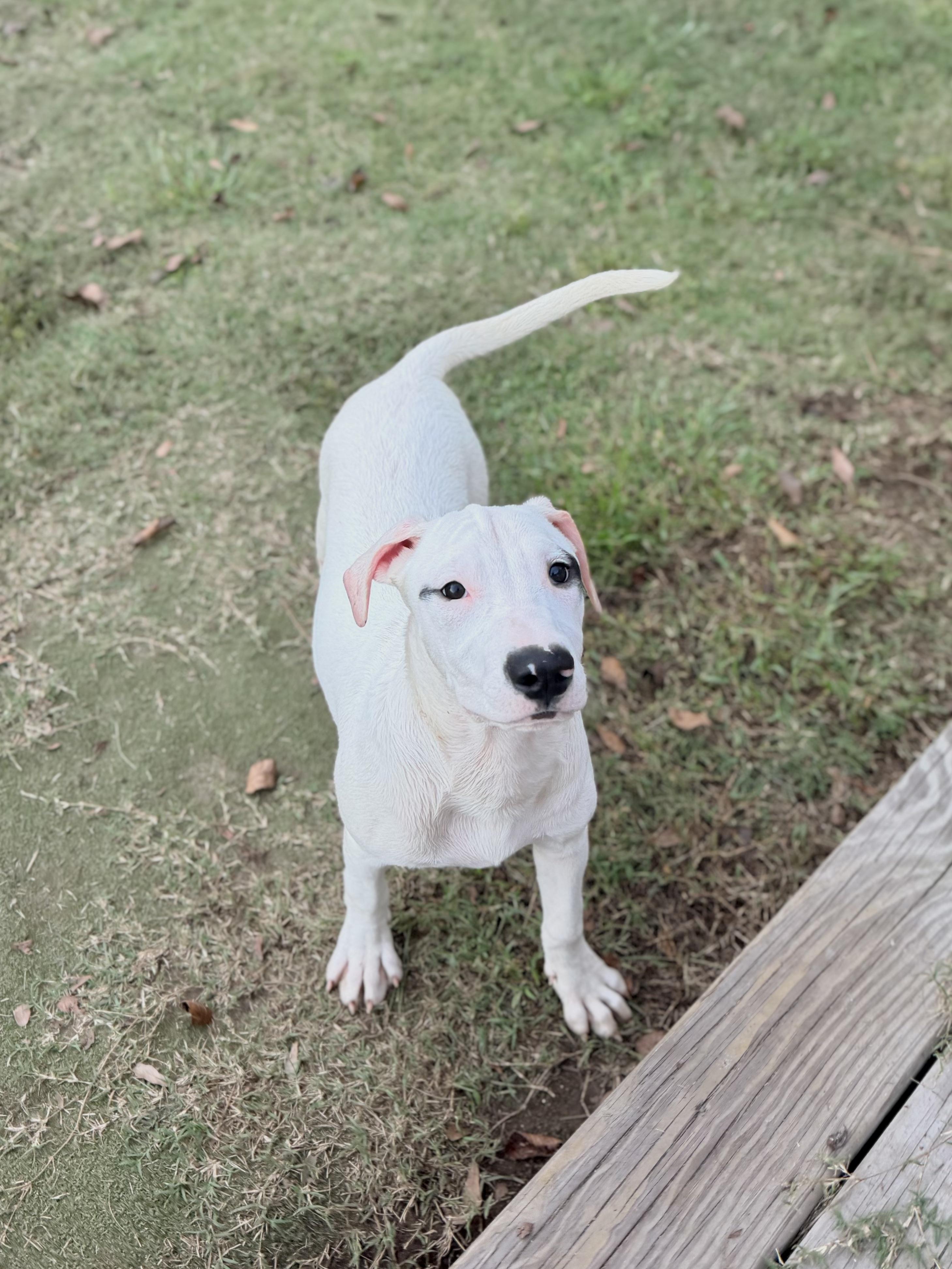 Enlarge Pocus, a Adoptable mixed breed in Vanceboro , NC image 1/5