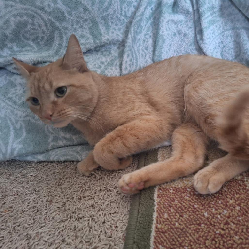 Enlarge Toribia, a Adoptable Domestic Short Hair in St. Paul, MN image 5/6