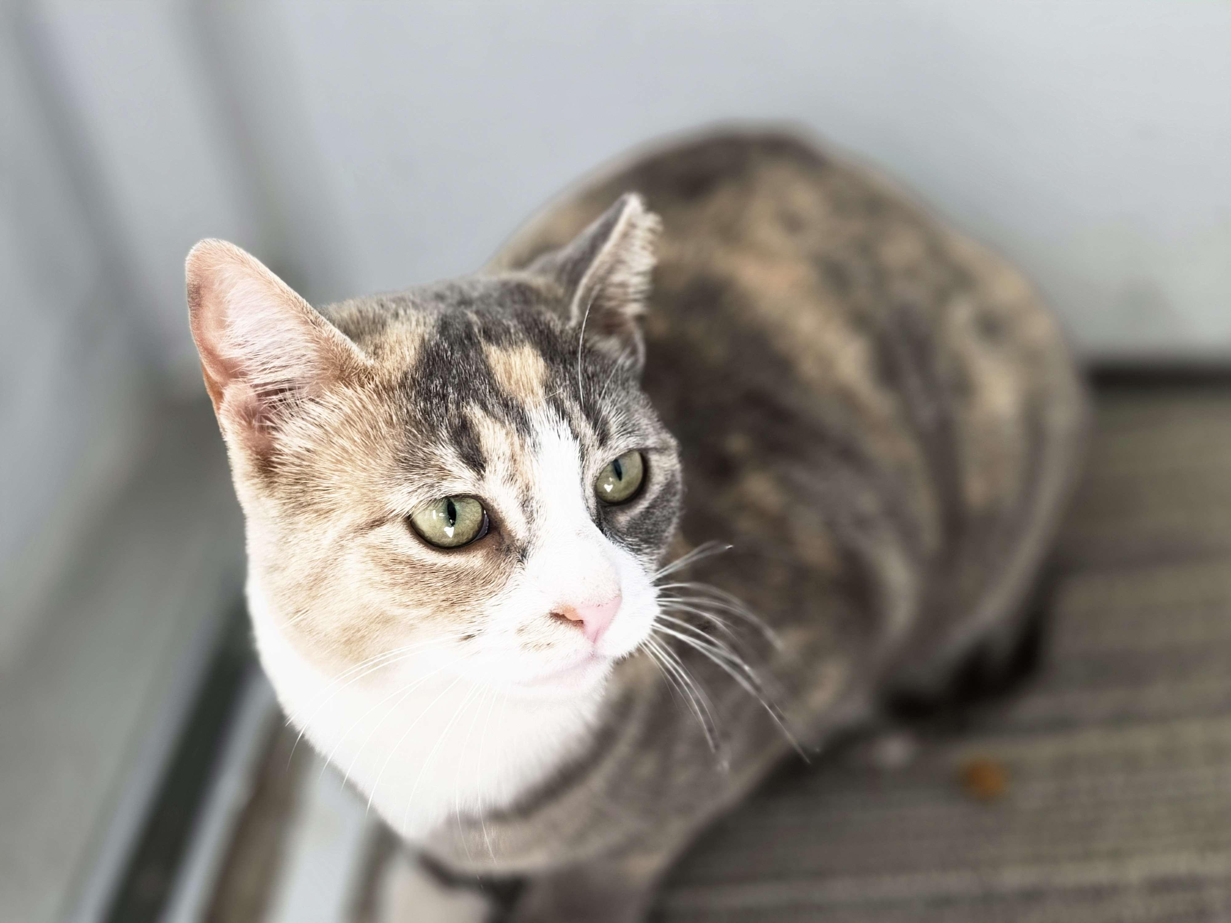 Meringue, adopted, Adult Female Domestic Short Hair.