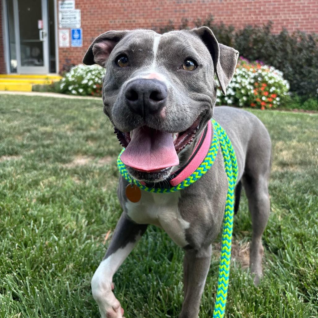 Enlarge Ophelia, a Adoptable Pit Bull Terrier in Roxboro, NC image 1/6