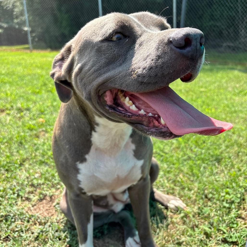 Ophelia, Adoptable, Adult Female Pit Bull Terrier.