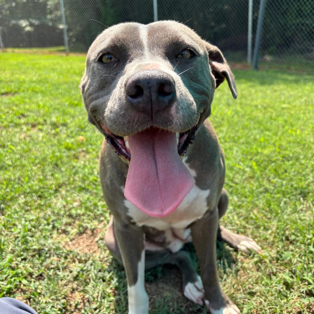Enlarge Ophelia, a Adoptable Pit Bull Terrier in Roxboro, NC image 2/6