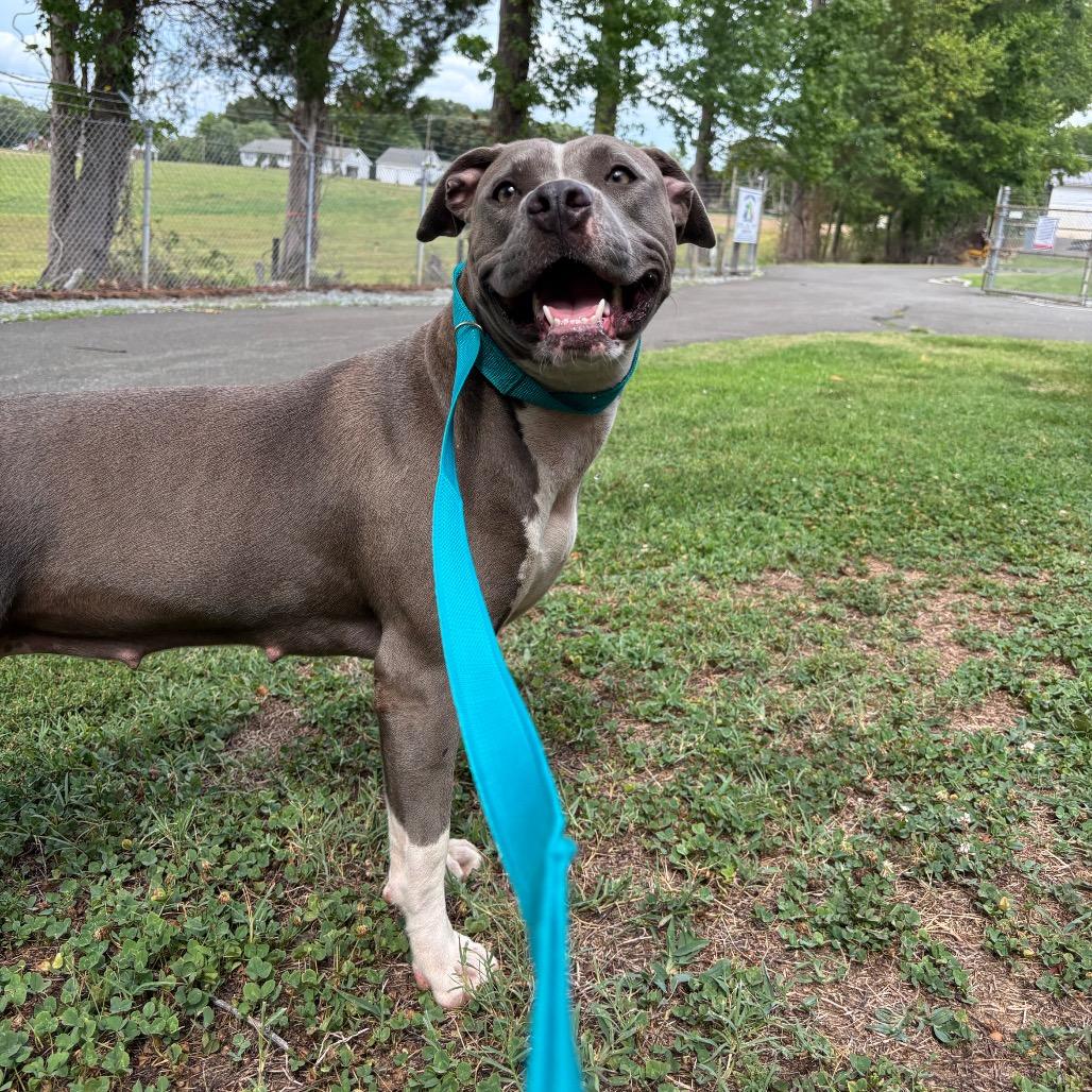 Enlarge Ophelia, a Adoptable Pit Bull Terrier in Roxboro, NC image 3/6