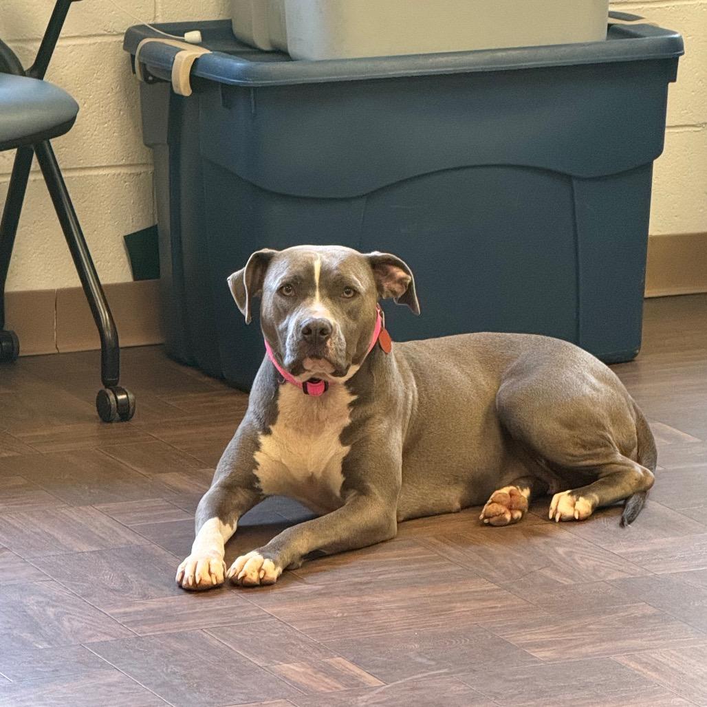 Enlarge Ophelia, a Adoptable Pit Bull Terrier in Roxboro, NC image 4/6